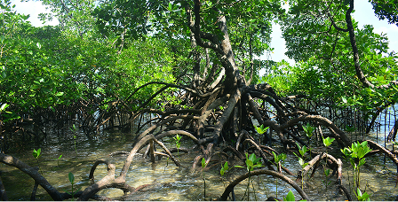 Mangroves